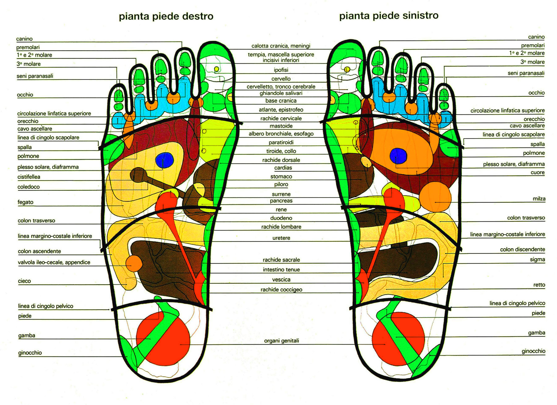 Riflessologia-plantare-La-pianta-dei-piedi-schema