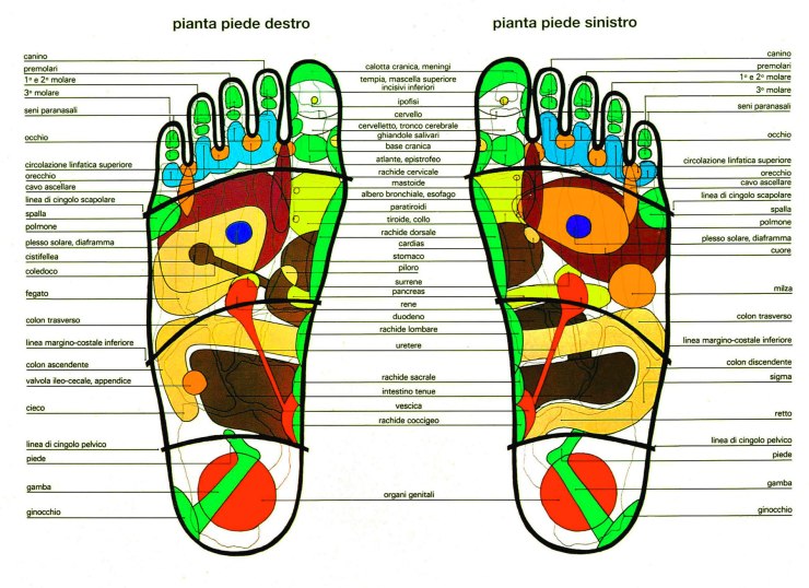 Riflessologia-plantare-La-pianta-dei-piedi-schema